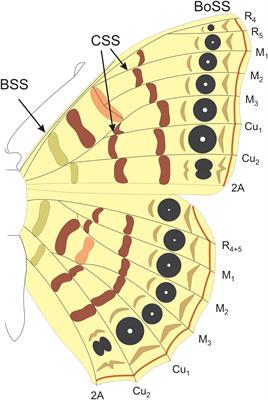 Anterior–Posterior Patterning in Lepidopteran Wings